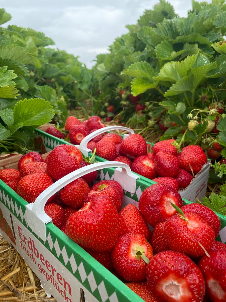 Projekt Erdbeermarmelade abgeschlossen.