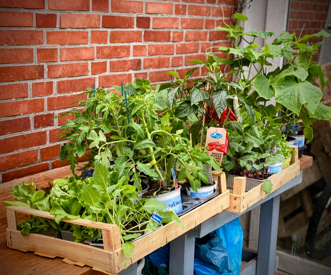 Frisches Gemüse für den Garten